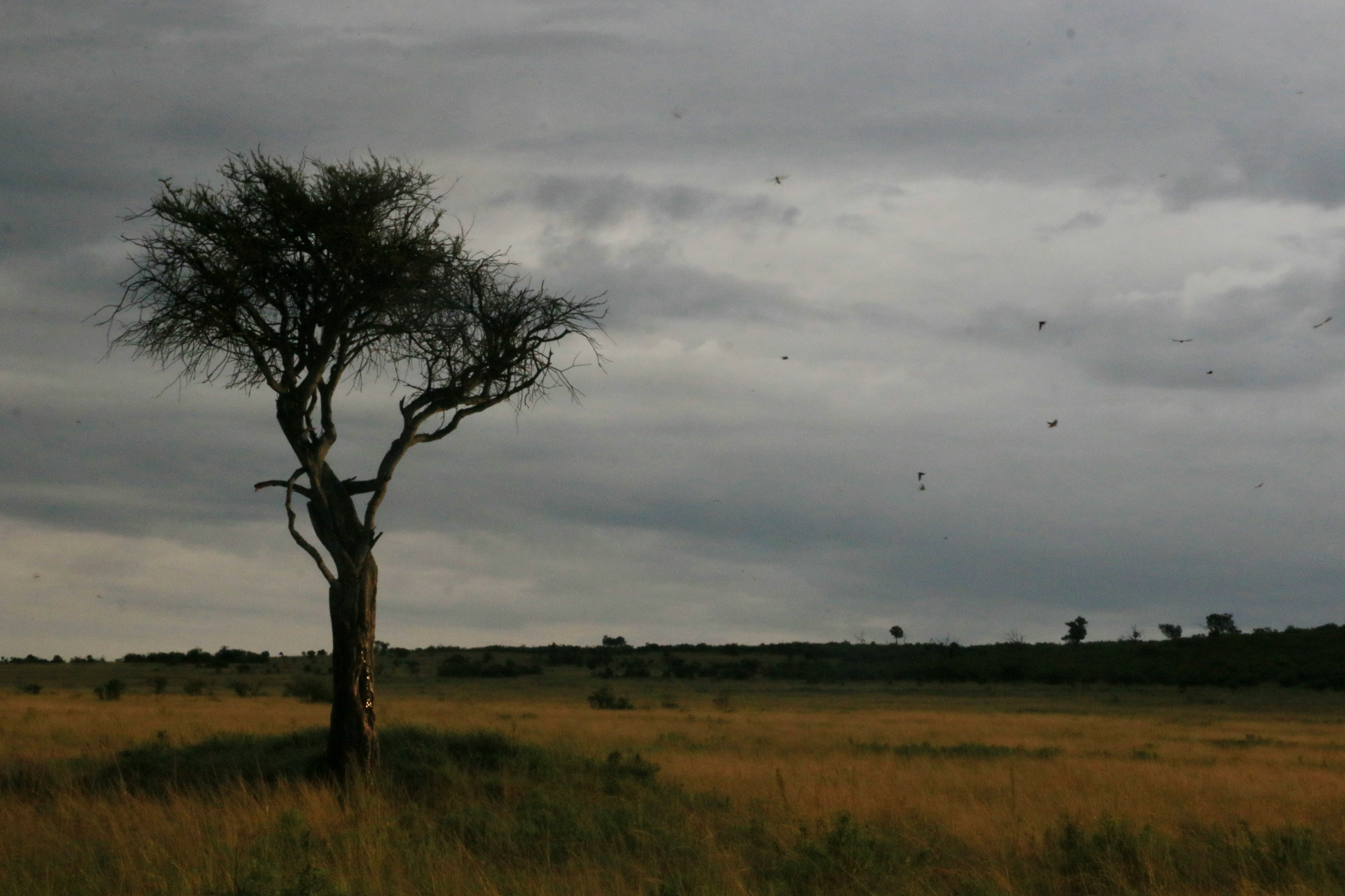 African savanna tree silhouette