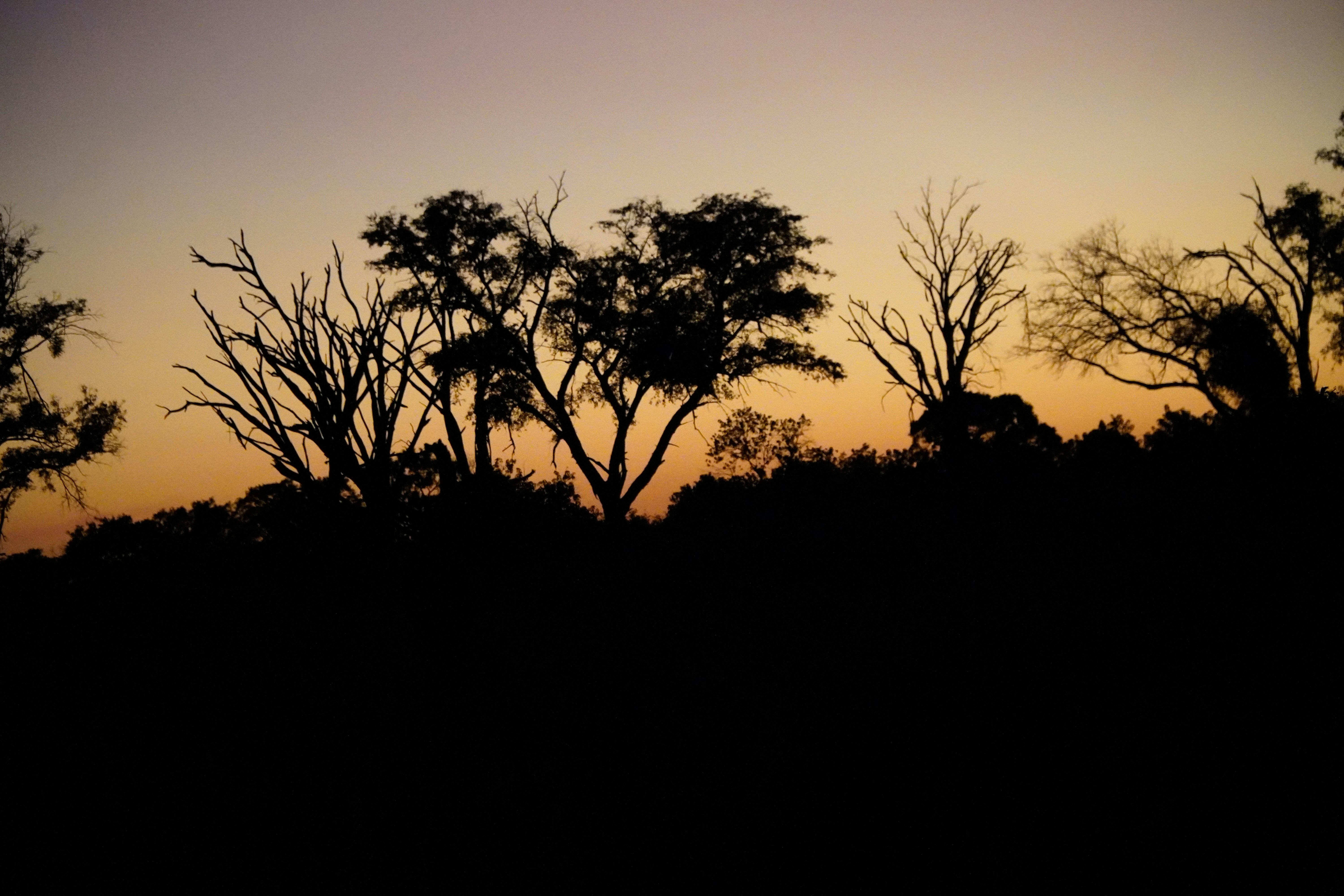 Silhouette of ancient trees representing wisdom